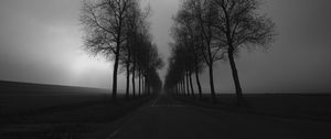Preview wallpaper trees, road, black and white, black