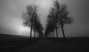 Preview wallpaper trees, road, black and white, black