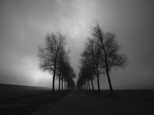 Preview wallpaper trees, road, black and white, black