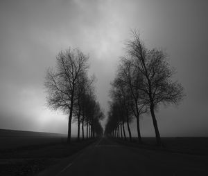 Preview wallpaper trees, road, black and white, black