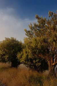 Preview wallpaper trees, road, fog, blue sky