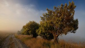 Preview wallpaper trees, road, fog, blue sky