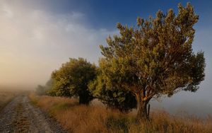 Preview wallpaper trees, road, fog, blue sky