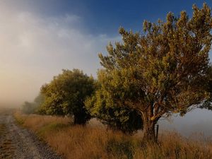 Preview wallpaper trees, road, fog, blue sky