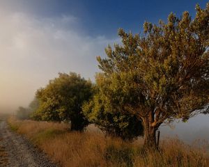 Preview wallpaper trees, road, fog, blue sky