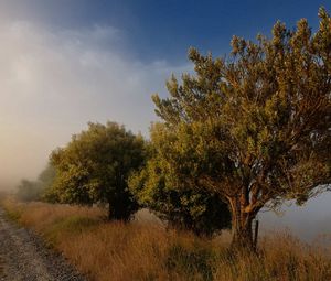 Preview wallpaper trees, road, fog, blue sky