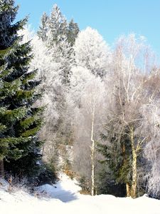 Preview wallpaper trees, road, hoarfrost, ate, green, clearly, sky, from below