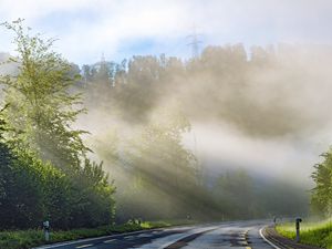 Preview wallpaper trees, road, marking, rays
