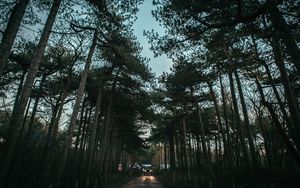 Preview wallpaper trees, road, sky, car