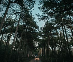 Preview wallpaper trees, road, sky, car