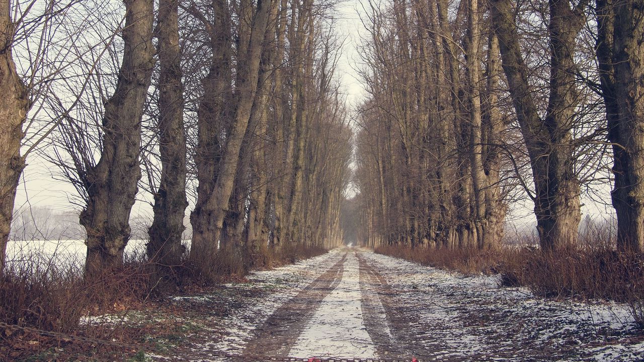 Wallpaper trees, road, snow, winter