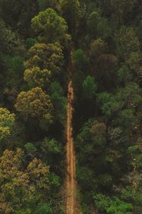 Preview wallpaper trees, road, view from above