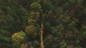 Preview wallpaper trees, road, view from above