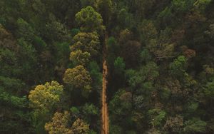 Preview wallpaper trees, road, view from above