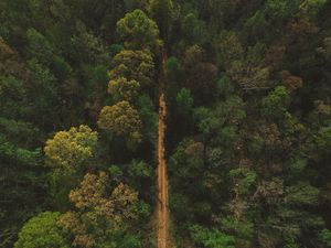 Preview wallpaper trees, road, view from above