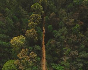 Preview wallpaper trees, road, view from above