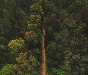 Preview wallpaper trees, road, view from above