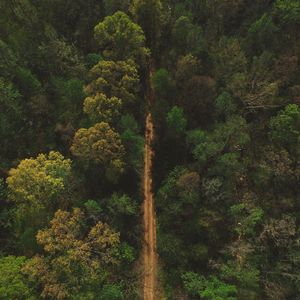 Preview wallpaper trees, road, view from above