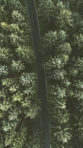 Preview wallpaper trees, road, view from above