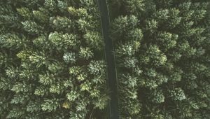 Preview wallpaper trees, road, view from above