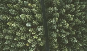 Preview wallpaper trees, road, view from above