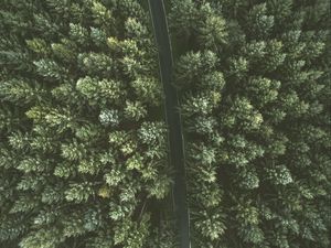 Preview wallpaper trees, road, view from above