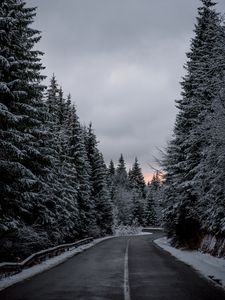 Preview wallpaper trees, road, winter, snow