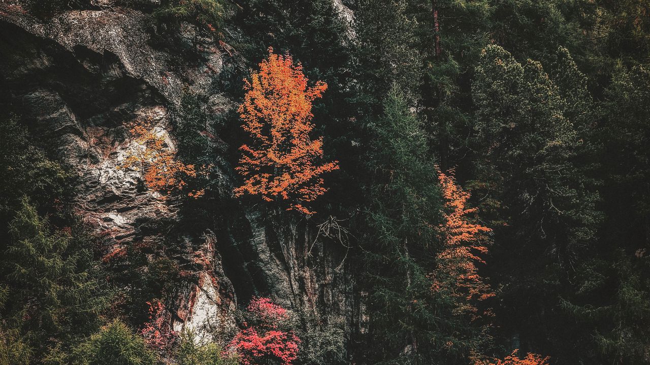Wallpaper trees, rock, slope, forest, nature