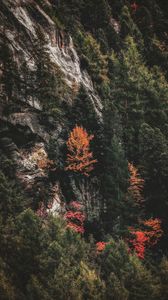 Preview wallpaper trees, rock, slope, forest, nature