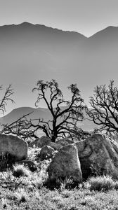 Preview wallpaper trees, rocks, mountains, fog, bw, nature