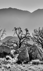 Preview wallpaper trees, rocks, mountains, fog, bw, nature