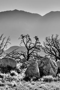 Preview wallpaper trees, rocks, mountains, fog, bw, nature