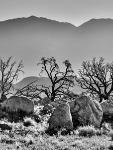 Preview wallpaper trees, rocks, mountains, fog, bw, nature