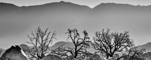 Preview wallpaper trees, rocks, mountains, fog, bw, nature