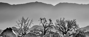 Preview wallpaper trees, rocks, mountains, fog, bw, nature