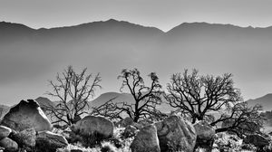 Preview wallpaper trees, rocks, mountains, fog, bw, nature