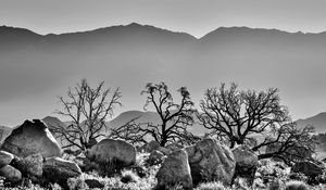 Preview wallpaper trees, rocks, mountains, fog, bw, nature