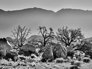 Preview wallpaper trees, rocks, mountains, fog, bw, nature