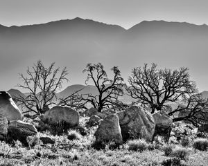 Preview wallpaper trees, rocks, mountains, fog, bw, nature