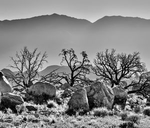 Preview wallpaper trees, rocks, mountains, fog, bw, nature