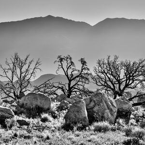 Preview wallpaper trees, rocks, mountains, fog, bw, nature