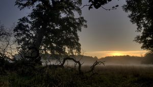 Preview wallpaper trees, roots, evening, fog