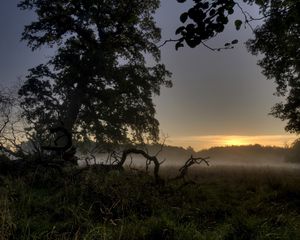 Preview wallpaper trees, roots, evening, fog