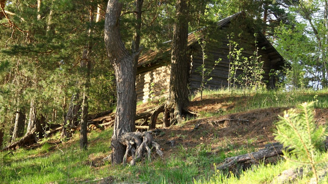 Wallpaper trees, roots, lodge, timbered