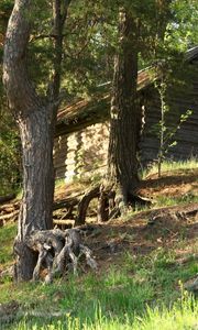 Preview wallpaper trees, roots, lodge, timbered