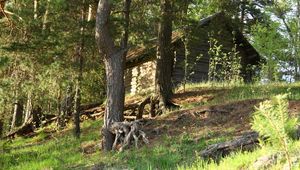 Preview wallpaper trees, roots, lodge, timbered