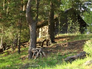 Preview wallpaper trees, roots, lodge, timbered