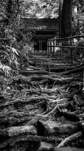 Preview wallpaper trees, roots, steps, house, black and white