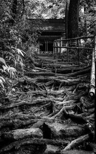 Preview wallpaper trees, roots, steps, house, black and white