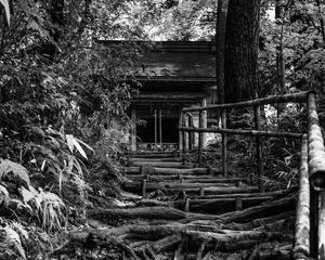 Preview wallpaper trees, roots, steps, house, black and white